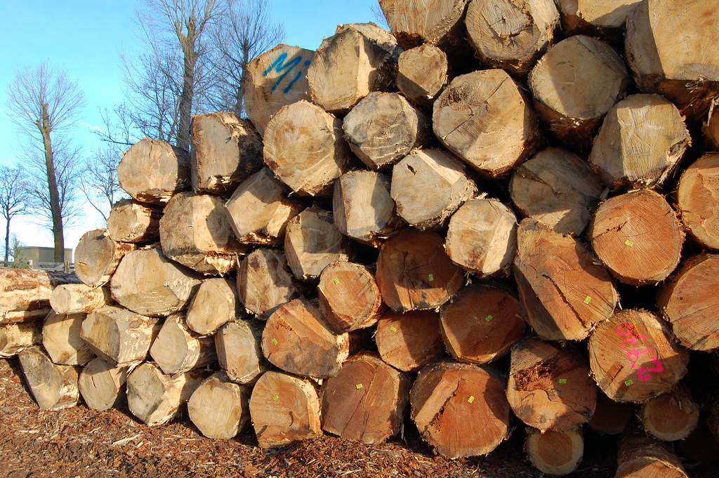 Scierie Yssingeaux (43) — pile de grumes marquées au parc à bois